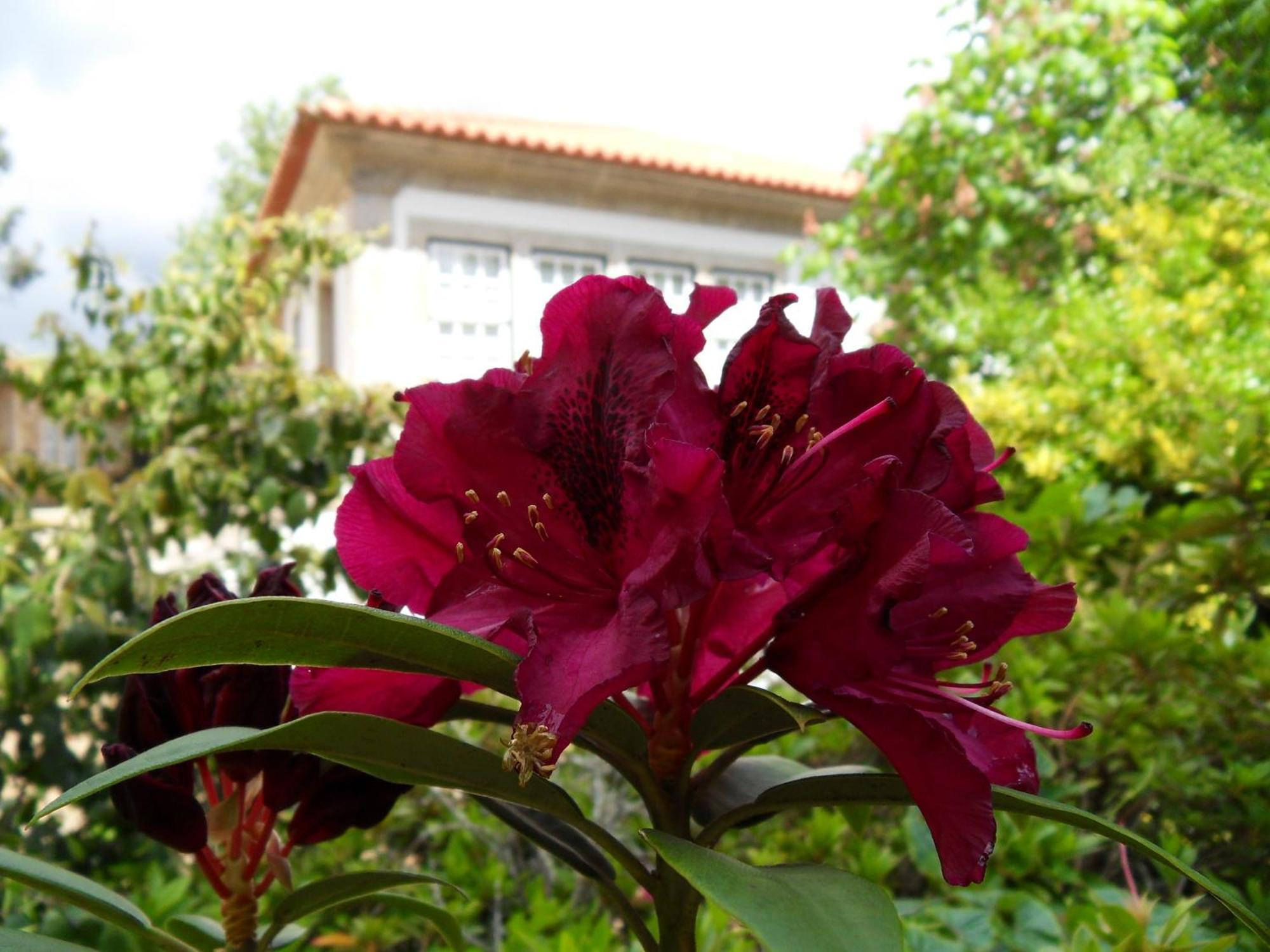 Quinta Do Bento Novo - Casa De Campo - Turismo Rural 비아나도카스텔로 외부 사진